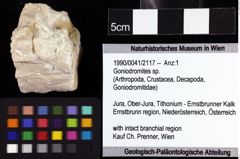 Foto (Objket + Etiketten) von Goniodromites sp. 